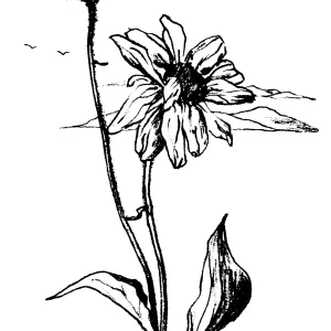 Encelia farinosaBrittlebush