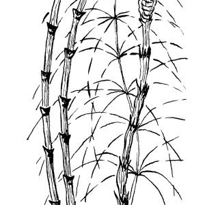 Horsetail