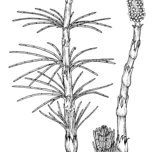 Horsetail