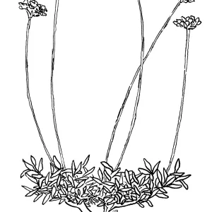 KennedysBuckwheat