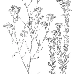 White Everlasting, Golden Yarrow