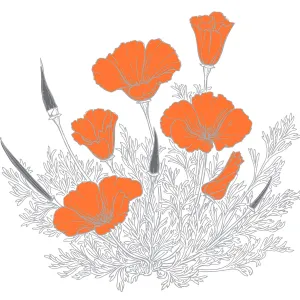 California Poppy