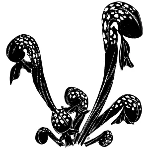 California Pitcher-plant