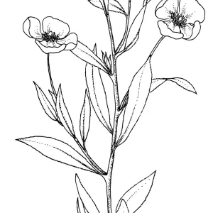 Bush Poppy, Tree Poppy