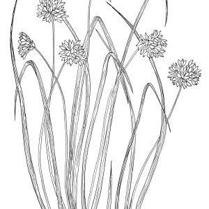 Brodiaea, Blue Dicks