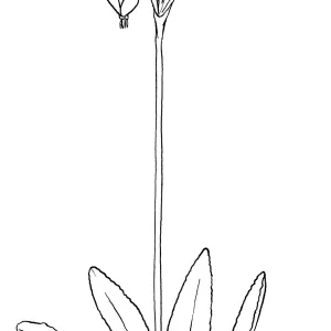 Wild Cyclamen, Clevelands Shooting Star