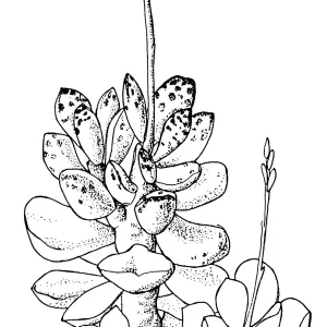 Cistanthe guadalupensis