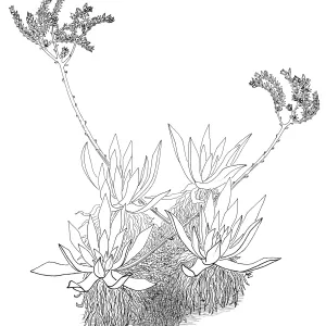 Dudleya (liveforevers)