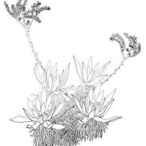 Dudleya (liveforevers)