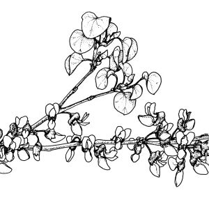 Western Redbud, California Redbud