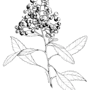 Toyon