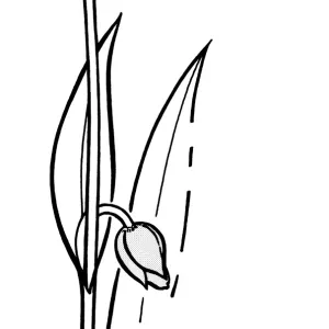 Calochortus