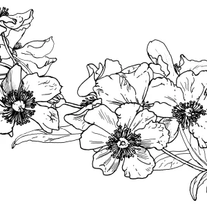 Tree Anemone