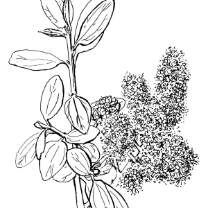 Wild Liliac, Ceanothus (California Lilac)