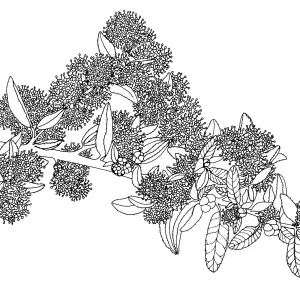 Far Horizons Ceanothus