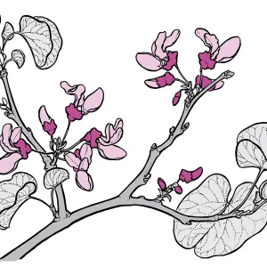 Western Redbud