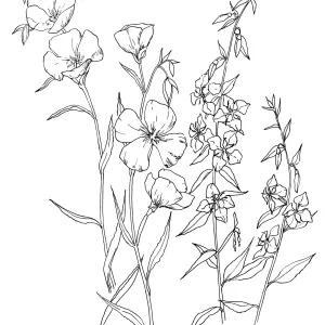 Clarkia deflexa, Clarkia unguiculata