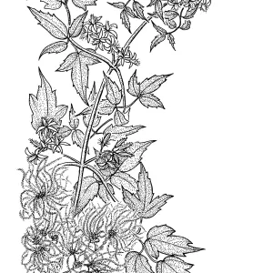 Western Clematis, Virgins Bower