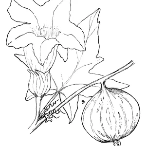 Coyote Melon