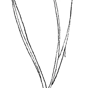 Wild Onion