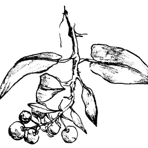 Manzanita