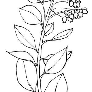 White Leaf Manzanita