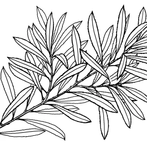 Pacific Wax Myrtle