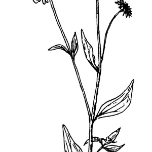 Encelia