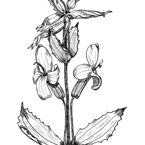 Scarlet Mimulus