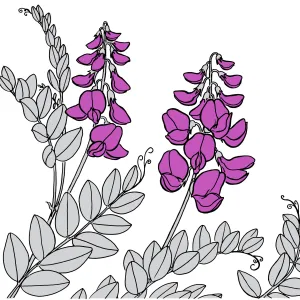 Vetch