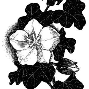 Mexican Flannelbush