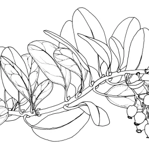 Canyon Sparkles Manzanita