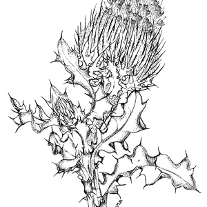 Surf Thistle