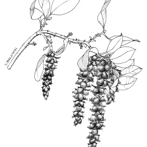 Veatch Silktassel, Canyon Silktassel