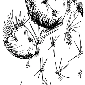 Beavertail Cactus (Prickly-pear)