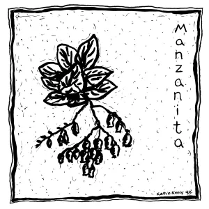 Manzanita