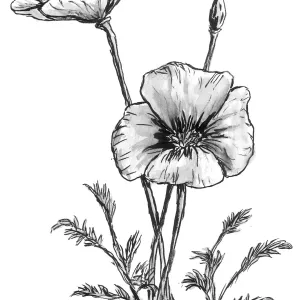 California Poppy