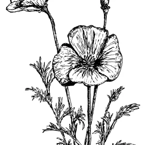 California Poppy