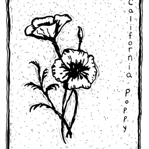 California Poppy