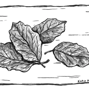 Oak Leaves