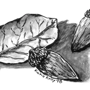 Leaf and Acorns