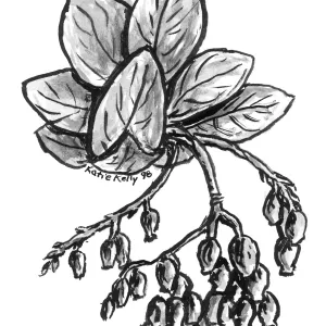 Manzanita
