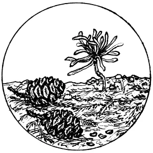 Giant Sequoia Cones and Seedling, Sequoiadendron gigantea