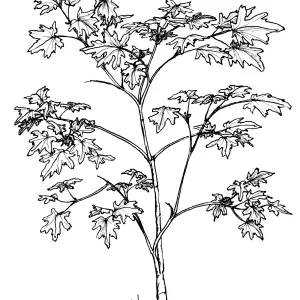 Big Leaf Maple Sapling