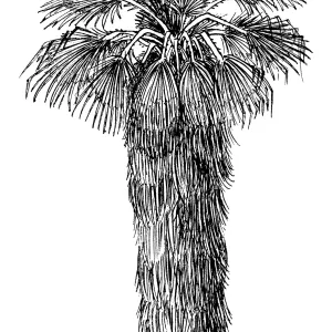 Fan Palm