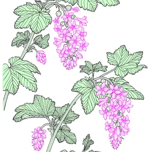 Ribes (Currant, Gooseberry )