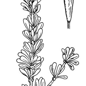 Ceanothus ophiochilus, Boyd, Ross & Arnseth