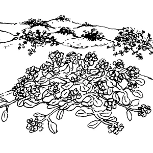 Sorrel, Verbena (Vervain)