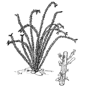 Ocotillo