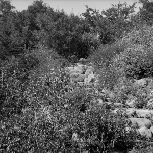 Stone steps in the garden, probably Campbell Trail